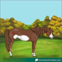 Horse Color:Chestnut Frame