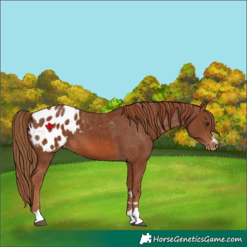 Horse Color:Chestnut Blanket 