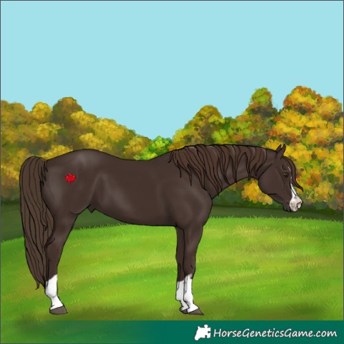 Horse Color:Liver Chestnut 