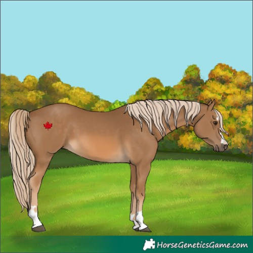 Horse Color:Chocolate Palomino 