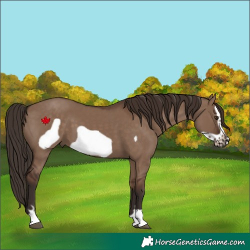 Horse Color:Liver Red Dun Frame 