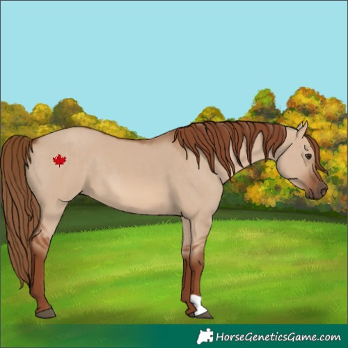 Horse Color:Red Dun 