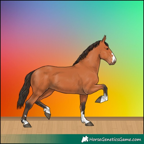 Horse Color:Bay 