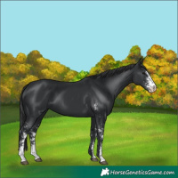 Horse Color:Black Sabino Rabicano