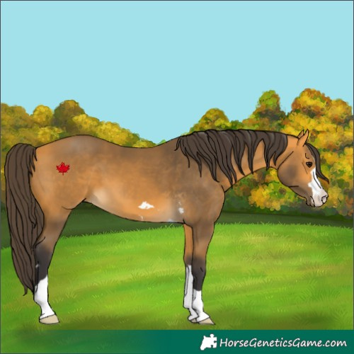 Horse Color:Buckskin 