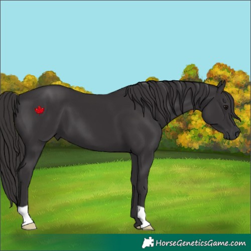 Horse Color:Smoky Black 