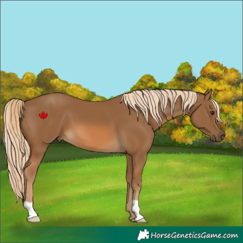 Horse Color:Chocolate Palomino 