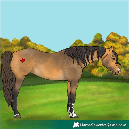 Horse Color:Buckskin 
