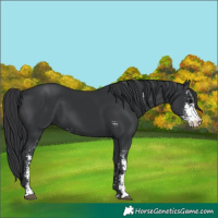 Horse Color:Black Sabino