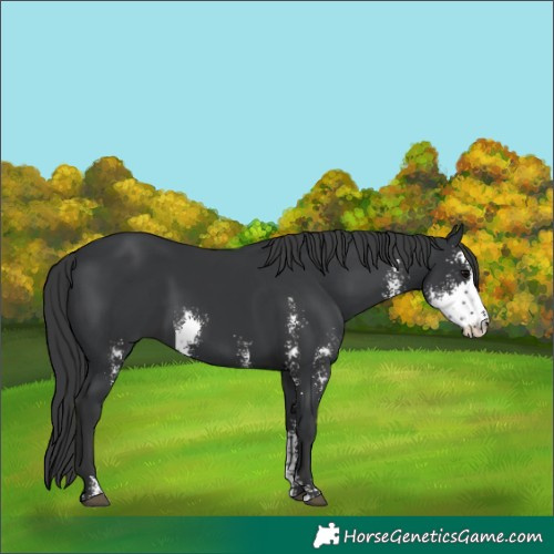 Horse Color:Black Sabino 