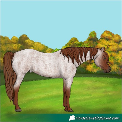Horse Color:Red Roan 