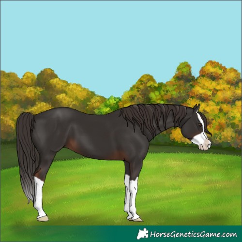 Horse Color:Liver Chestnut Splash 