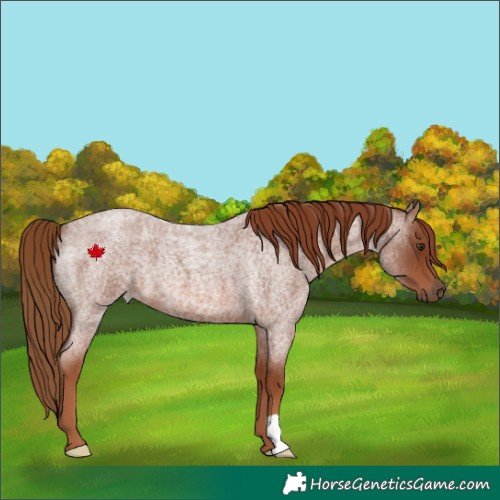Horse Color:Red Roan 