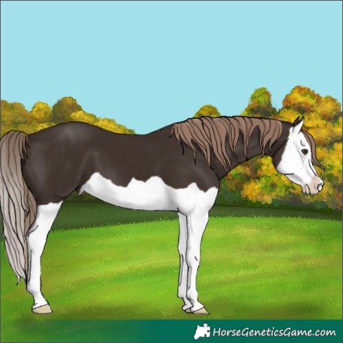Horse Color:Liver Chestnut Splash 
