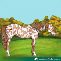 Horse Color:Gold Champagne Near Leopard 