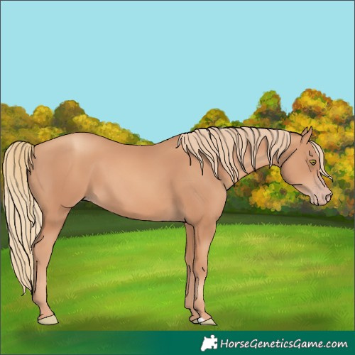 Horse Color:Gold Champagne 