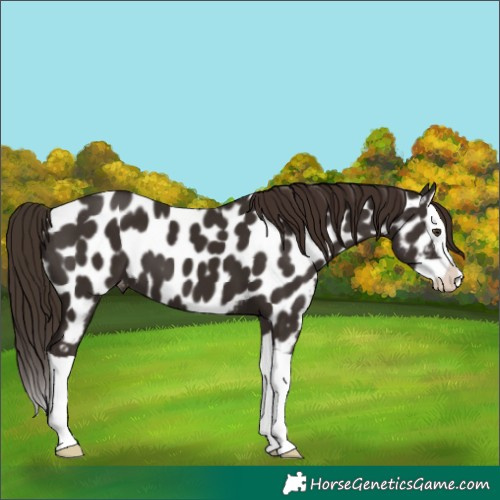 Horse Color:Liver Chestnut Splash Appaloosa 