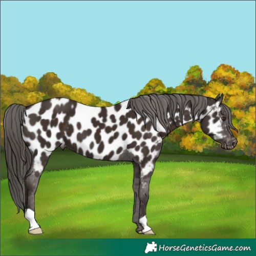 Horse Color:Liver Chestnut Near Leopard 