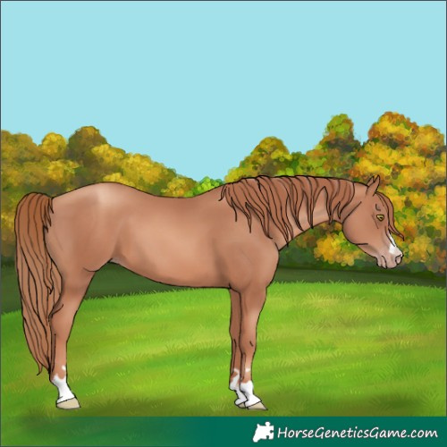 Horse Color:Gold Champagne 