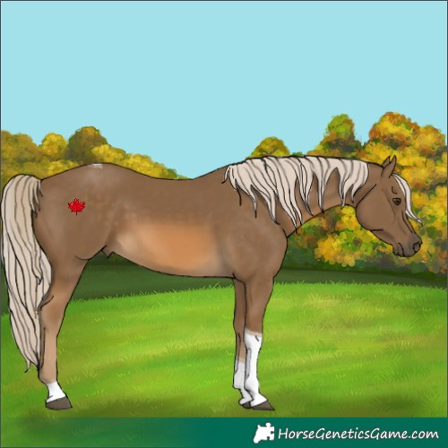 Horse Color:Chocolate Palomino Tobiano 