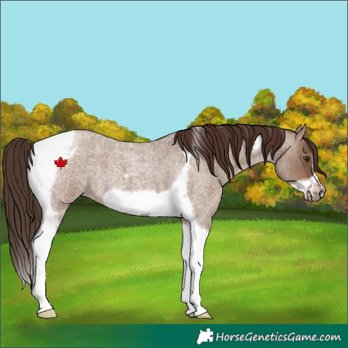 Horse Color:Liver Red Dun Roan Tobiano Frame 
