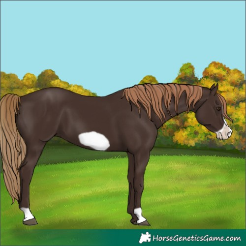 Horse Color:Liver Chestnut Frame 