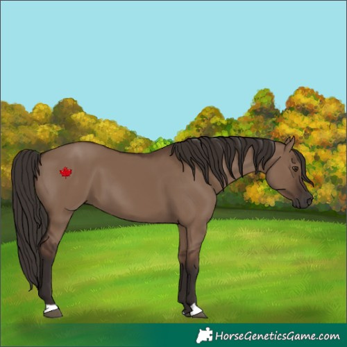 Horse Color:Liver Red Dun 