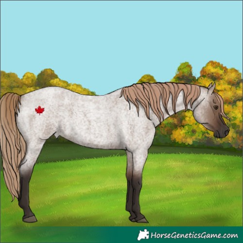 Horse Color:Liver Red Dun Roan 