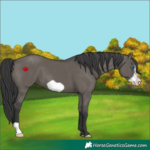 Horse Color:Grullo Frame 