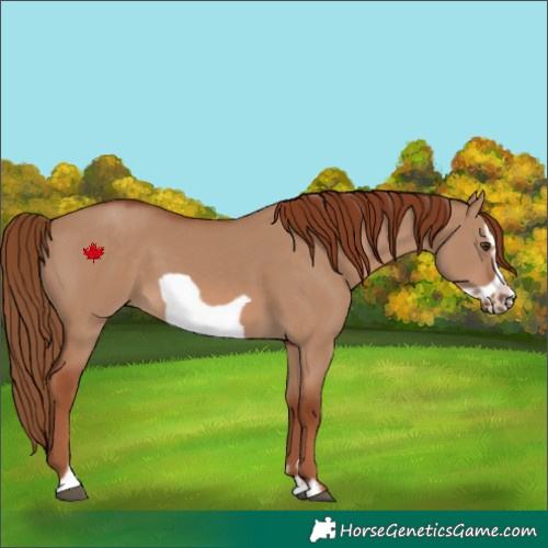 Horse Color:Red Dun Frame 