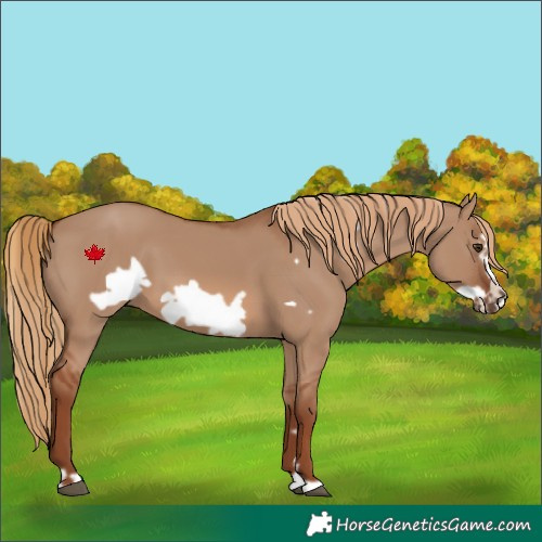 Horse Color:Red Dun Frame 