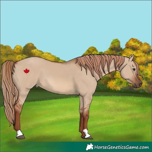 Horse Color:Red Dun 