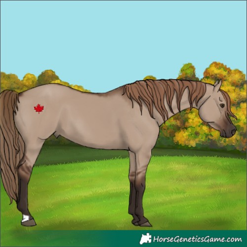 Horse Color:Liver Red Dun 