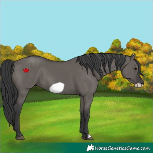 Horse Color:Grullo Frame 