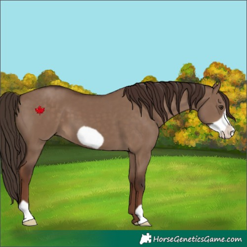 Horse Color:Liver Red Dun Frame 