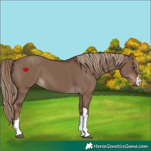 Horse Color:Liver Red Dun 
