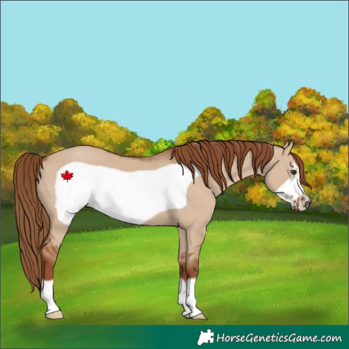 Horse Color:Red Dun Frame 