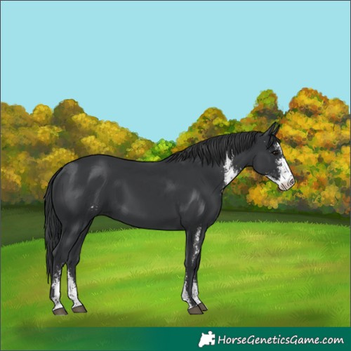 Horse Color:Black Sabino