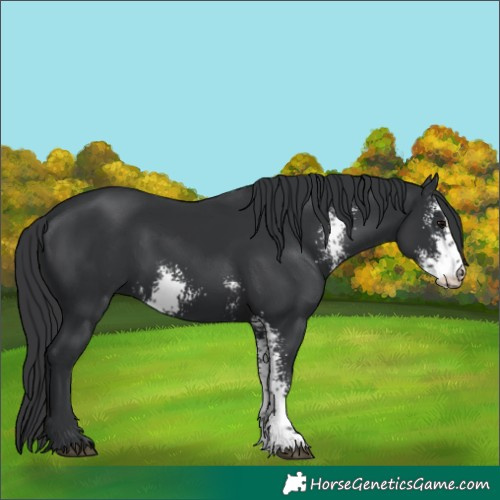 Horse Color:Black Sabino