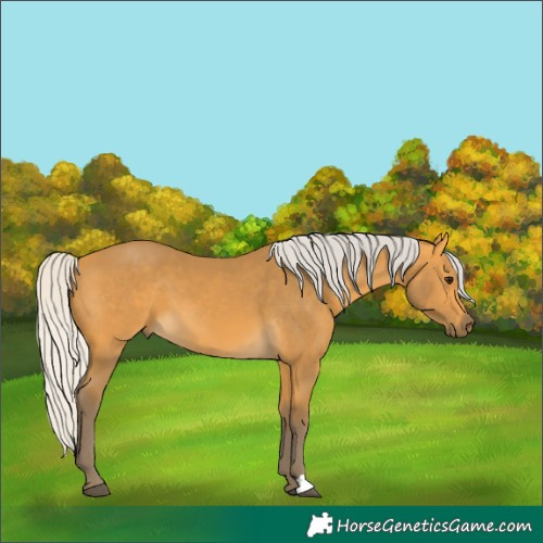 Horse Color:Silver Buckskin 