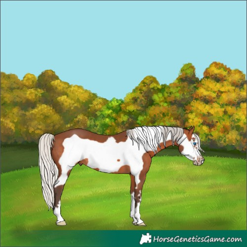 Horse Color:Silver Brown Frame 