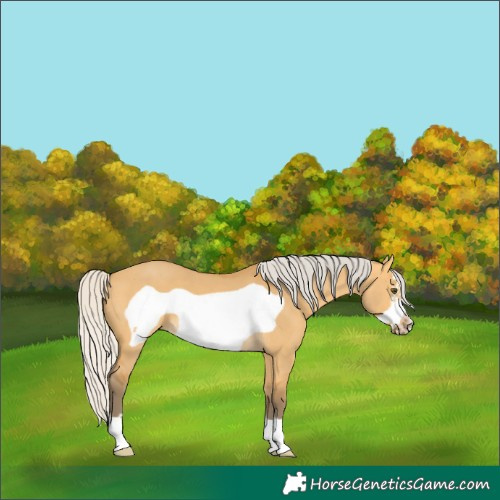 Horse Color:Silver Buckskin Dun Frame 