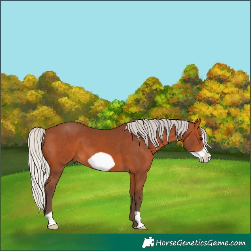 Horse Color:Silver Bay Frame 