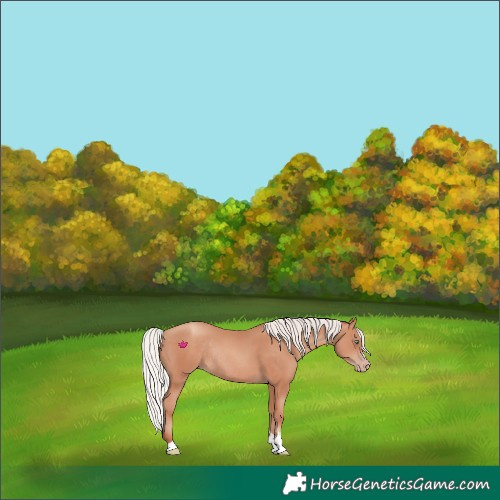 Horse Color:Silver Amber Champagne Rabicano 
