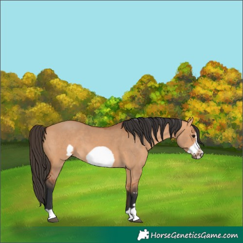 Horse Color:Bay Dun Frame 