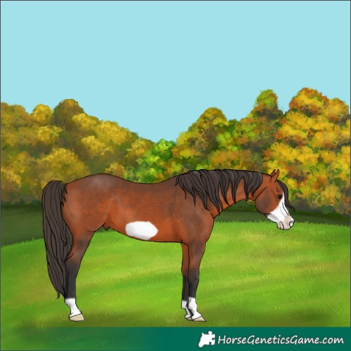 Horse Color:Bay Frame 