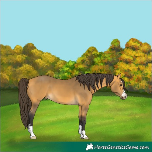 Horse Color:Buckskin 