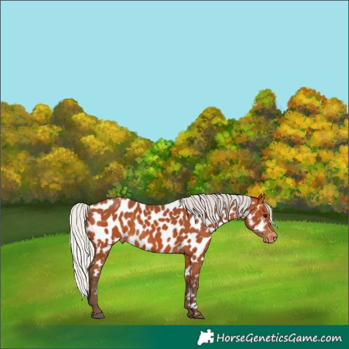 Horse Color:Silver Bay Appaloosa 