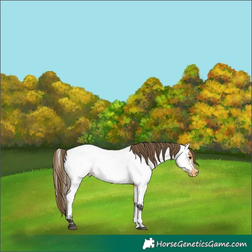 Horse Color:Buckskin Appaloosa 