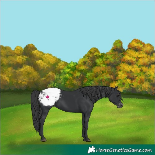 Horse Color:Black Appaloosa 
